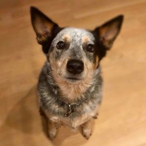 Meet your Posher, Charles